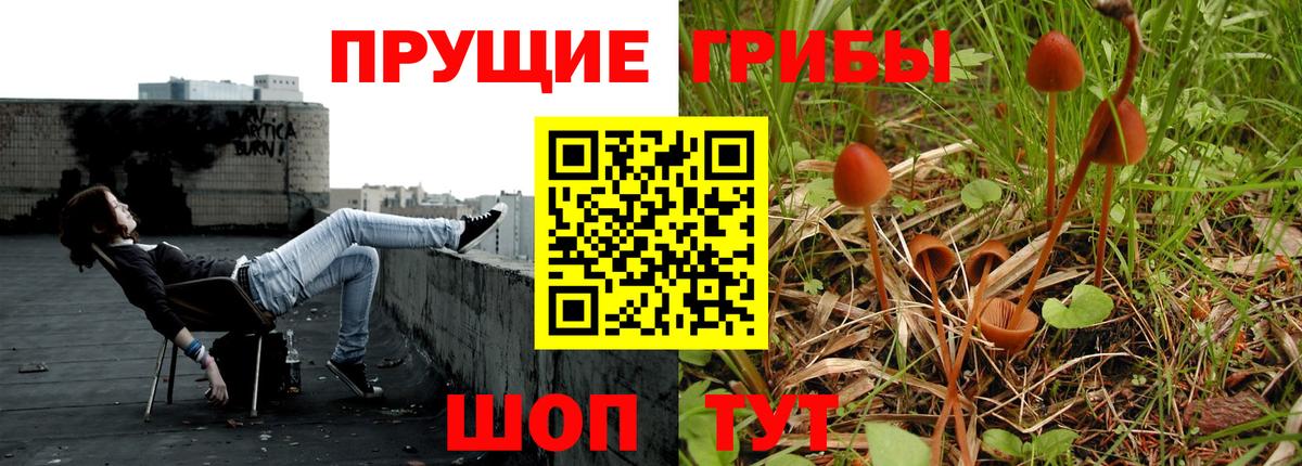 Псилоцибиновые грибы Cubensis Курган